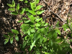 Lithospermum helleri