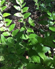Lithospermum helleri