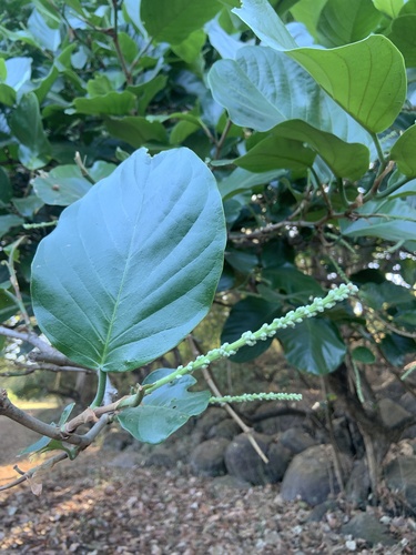 Coccoloba caracasana - Whole tree