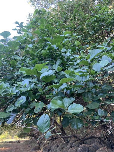 Coccoloba caracasana - Leaves