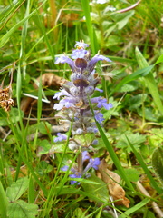 Ajuga genevensis