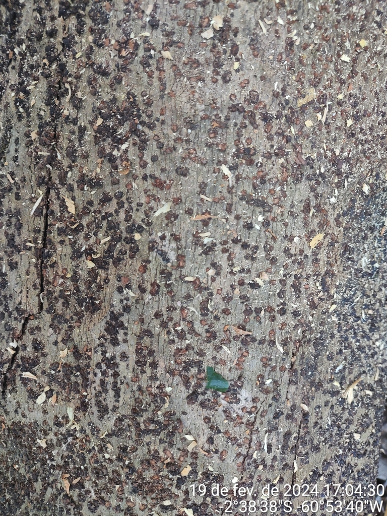 Aniba affinis
