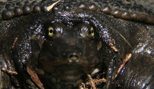Florida Softshell Turtle