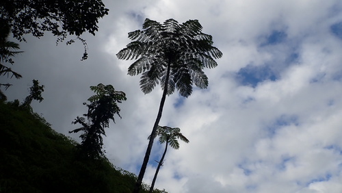 Image of Cyathea arborea by (c) Benjamin Carbuccia, some rights reserved (CC BY)