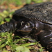 Tortuga de Caparazón Blando de Florida - Photo (c) Levi Smith, algunos derechos reservados (CC BY-NC), subido por Levi Smith