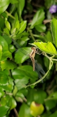 Libellulidae