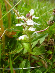 Ajuga genevensis