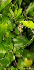 Libellulidae