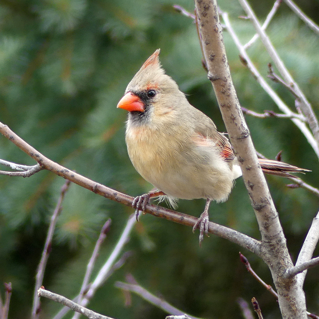 February Cardinal Northern Cardinal in February 2024 by molanic · iNaturalist