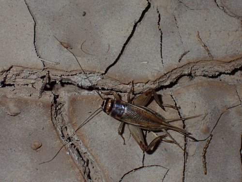 House cricket