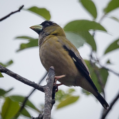 Coccothraustes abeillei