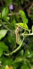 Libellulidae