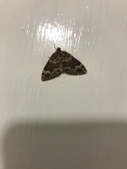 Lampropteryx suffumata