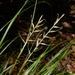 Carex nemoralis - Photo (c) Lachlan Copeland, algunos derechos reservados (CC BY-NC), subido por Lachlan Copeland