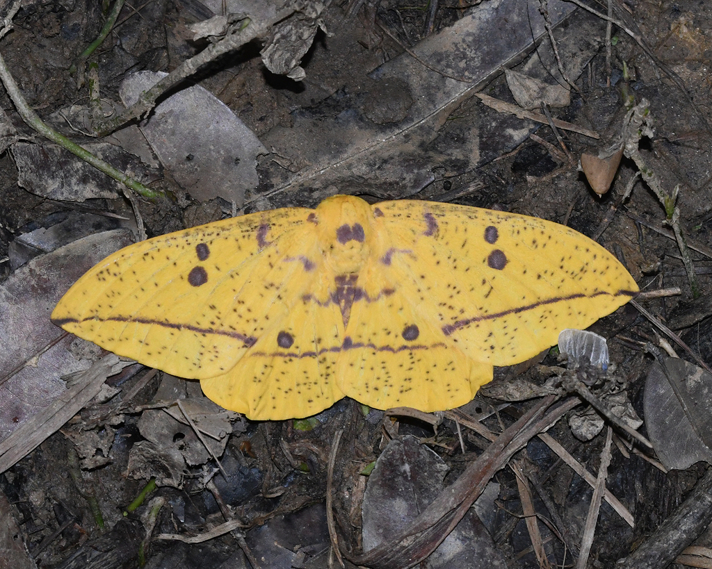 Imperial Moth