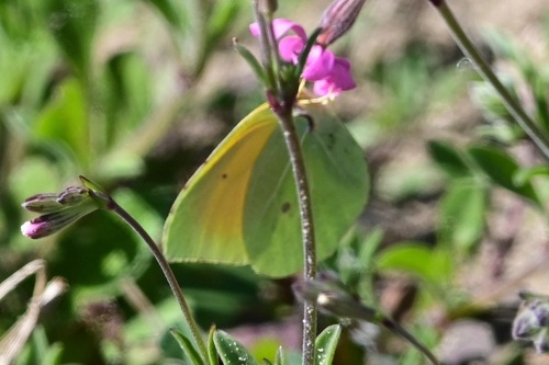 Citron de Provence