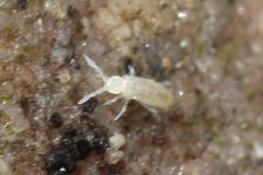 Pseudosinella