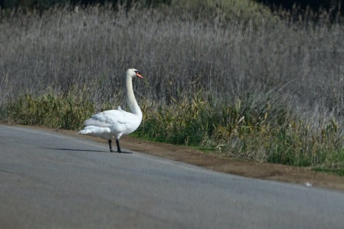 Cigno reale