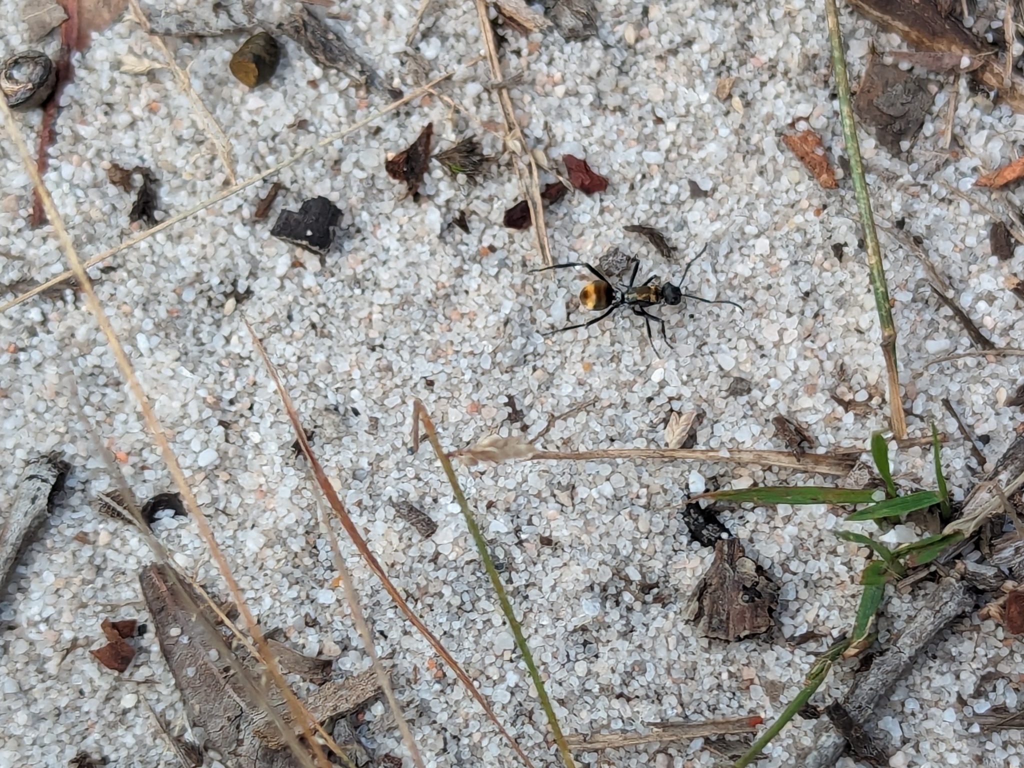 Hagiomyrma