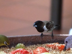 Spermestes cucullata scutata