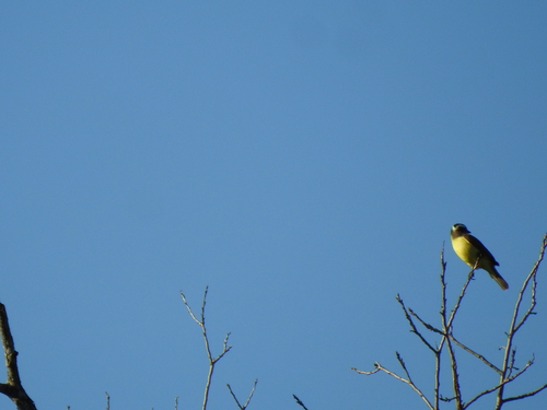 Tyran à triple bandeau (Conopias trivirgatus)