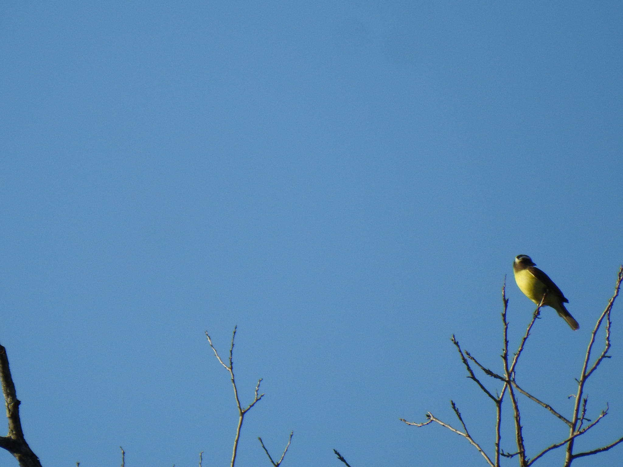 Three-striped Flycatcher (Conopias trivirgatus)