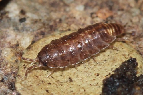 Riparian Woodlouse, photo 2 of 10