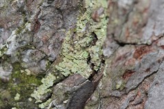 Hypocenomyce scalaris