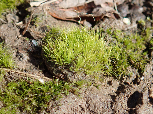 Ditrichum pusillum, 2024-02-18