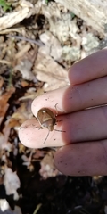 Chlorochroa pinicola