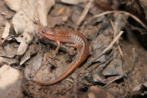 Wolf Dusky Salamander