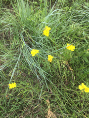 Oenothera berlandieri