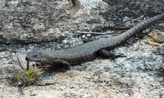 Matobosaurus validus