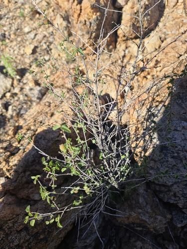 Image of Ayenia microphylla by no rights reserved