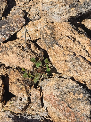 Image of Hermannia pauciflora by no rights reserved