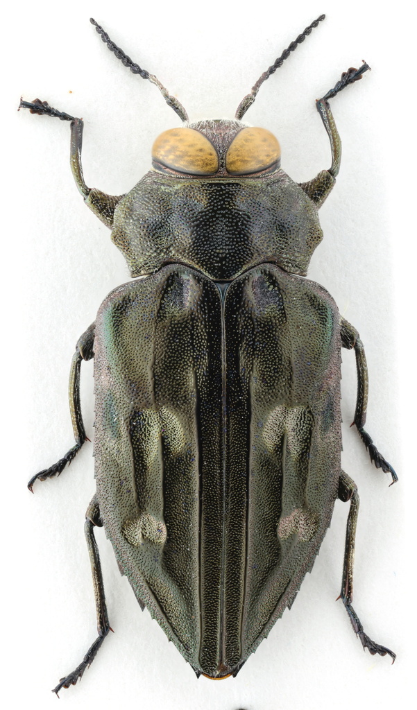 Australian Pine Borer