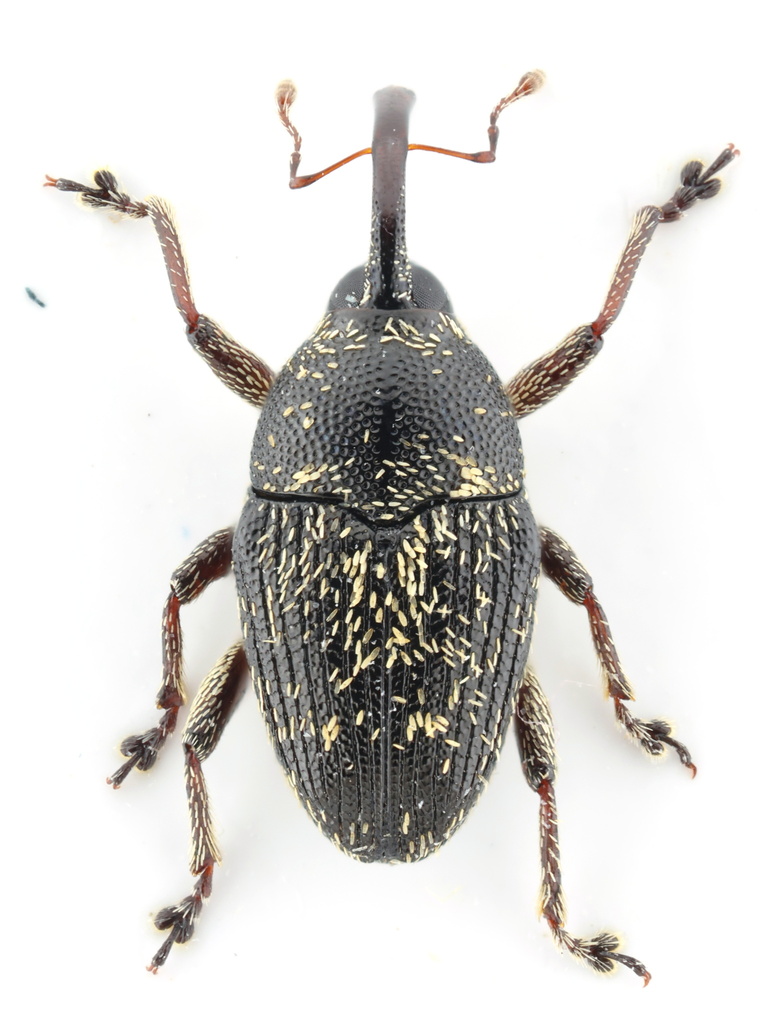 Linogeraeus capillatus