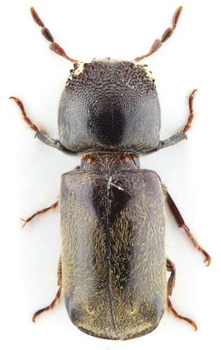 Dendrobiella sericea
