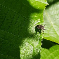 Proxys albopunctulatus