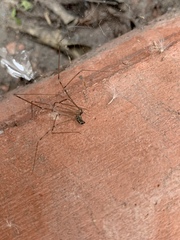 Pholcidae
