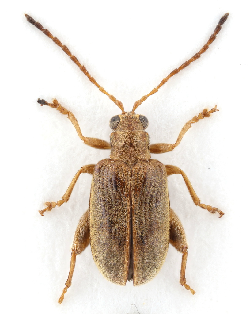 Hypolampsis