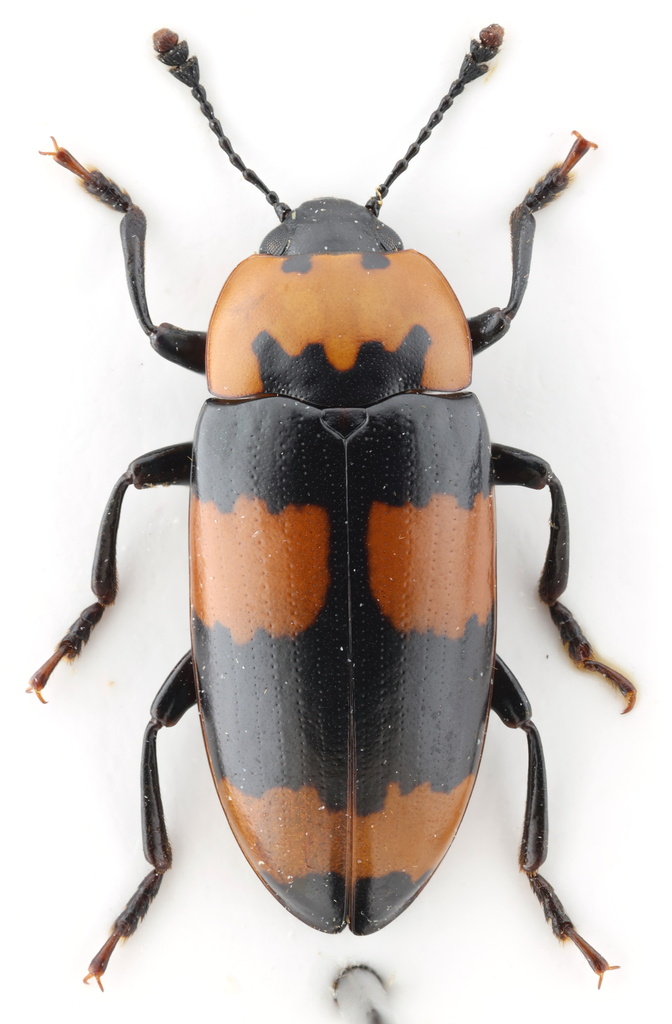 Notaepytus