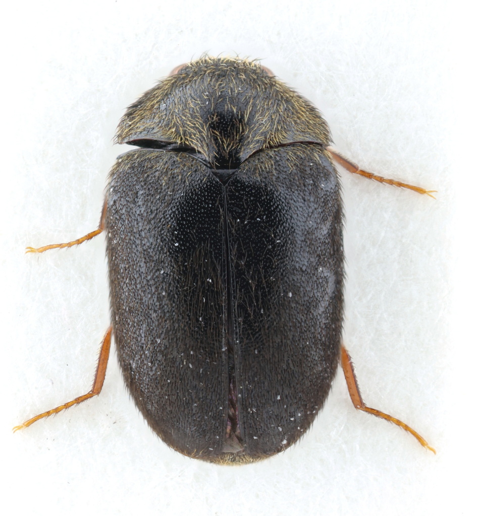 Cryptorhopalum vegaensis