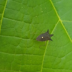 Proxys albopunctulatus