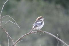 Lanius senator badius