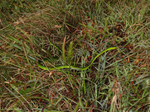 Günther's Vine Snake