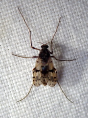 Alotanypus aris