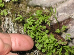 Cryptogramma stelleri