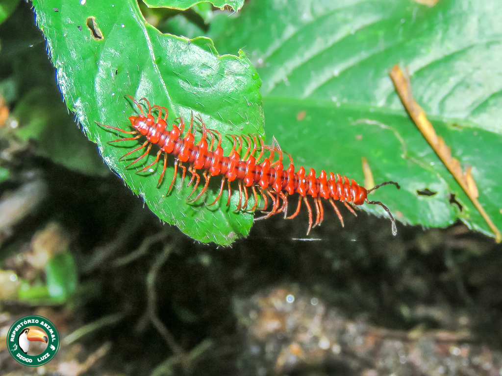 Obiricodesmus rosascens