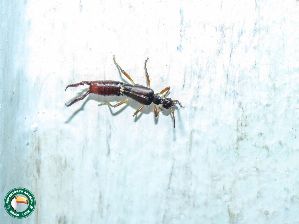 Opisthocosmia silvestris